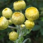 Helichrysum foetidum Blüte