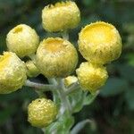 Helichrysum foetidum 花