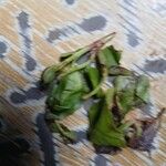 Catha edulis Φύλλο