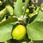 Citrus × latifolia Fruit