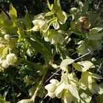 Helleborus argutifolius Flor