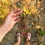 Salvia hierosolymitana Blüte