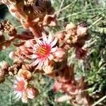 Sempervivum tectorumFlower