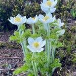 Pulsatilla occidentalis ᱵᱟᱦᱟ