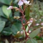 Centradenia floribunda Blomma