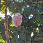Dacryodes edulis Fruit