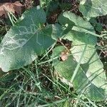 Arctium nemorosum पत्ता