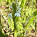 Orchis mascula x Orchis militaris Flower