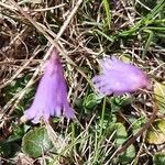 Soldanella pusilla Flor