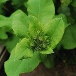 Arctium lappaFlower