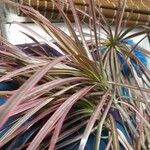 Dracaena reflexaFolha