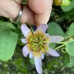 Passiflora biflora 花