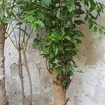 Ficus benjamina Yaprak