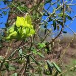 Crotalaria agatiflora