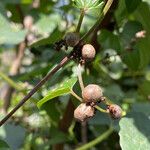 Dioscorea polystachya മറ്റ്