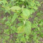 Holodiscus discolor Feuille