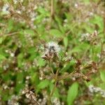 Ageratina riparia Ffrwyth