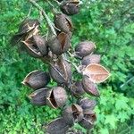 Paulownia tomentosa Φρούτο