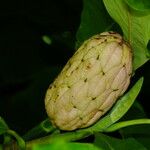 Magnolia tripetala Fruchs
