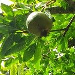 Punica granatum Плод