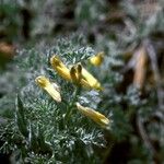 Corydalis aurea Pokrój