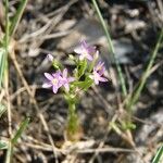 Centaurium tenuiflorum Autre