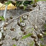 Leptospermum petersonii Hedelmä