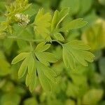 Fumaria capreolata Leaf