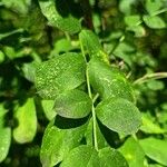 Caragana arborescens برگ