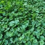 Malva pusilla Leaf