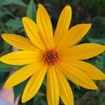 Helianthus tuberosusFlower