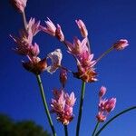 Allium unifolium Lorea