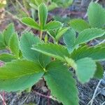 Fragaria virginiana Yaprak