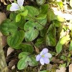 Hepatica nobilis Habit
