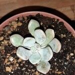 Pachyphytum bracteosum পাতা