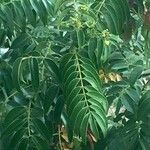 Cassia abbreviata برگ