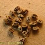 Euphorbia exigua Fruto
