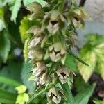 Epipactis phyllanthes Квітка