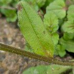 Myosotis ramosissima Leaf