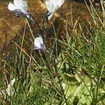 Pinguicula corsica