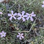 Phlox austromontana Květ