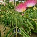 Albizia julibrissinफूल