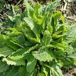 Salvia nemorosa Leaf