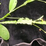 Crotalaria alata Συνήθη χαρακτηριστικά