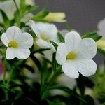 Calibrachoa parviflora Buveinė