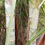 Dypsis madagascariensis Kůra