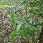 Phyllostachys sulphurea Folha