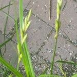 Carex muskingumensis Blomst