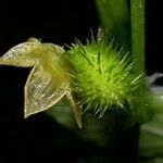 Cyclanthera multifoliola 果
