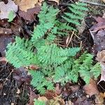 Dryopteris intermedia Hoja